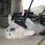 Mogli liebt den Staubsauger