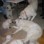 F-Wurf Welpen im Wohnzimmer