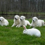 Baghira, Deri, Djuma, Eysha Ostern 2009