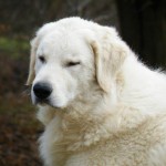 Deri in der Zuchtstätte Èszbontó´s