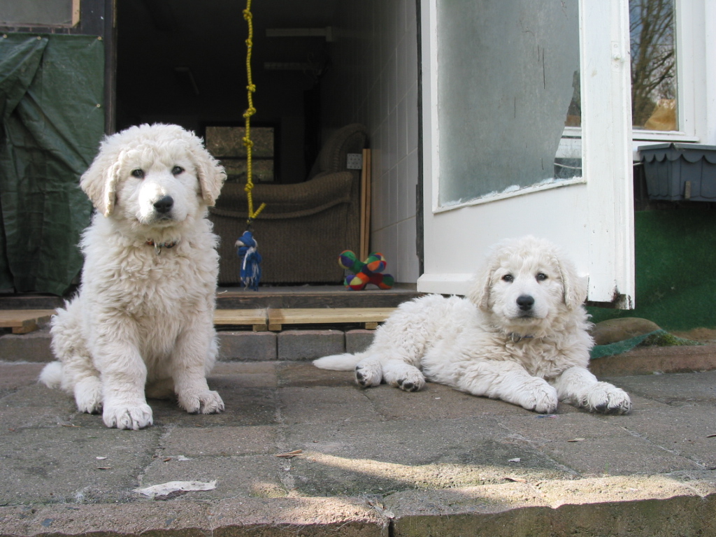 Category 2009 Juni Kuvasz Zucht „vom Drachenfels“