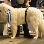 Filonillan Dragam Deri