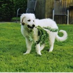 Galina hilft bei der Gartenarbeit