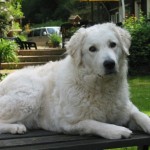 Gyöngyi Sommer 2009