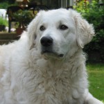 Gyöngyi Sommer 2009