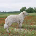 Gyöngyi Ungarn 2008