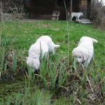 am Teich