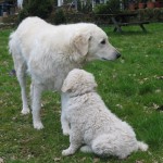 Barany mit Emir