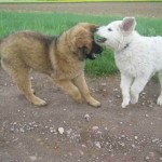 Jade und János