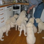 F-Wurf Welpen in der Küche