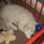 im Laufstall sicher zwischen Frauchen und Herrchens Bett