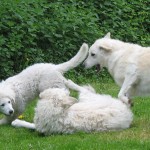 weiter toben