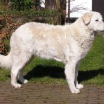 Eyka-Szikra vom Drachennfels