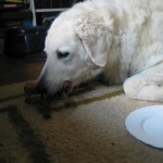 Happy birthday Barany