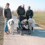 Familienhund - Bild Eljoscha Drago