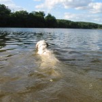 ...und schon schwimmt man...