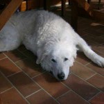 Bájos wurde 12,5 Jahre alt
