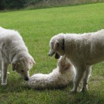 Ordas und Janos toben mit Schnuppe