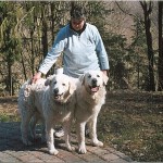 Vater des F-Wurfes vom Drachenfels