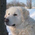 Mogli 4 Jahre alt