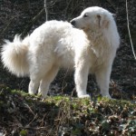 Majestät Mogli, 2008
