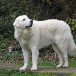 Mogli 6 Jahre alt