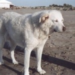 Cia-Dhana vom Drachenfels 11,5Jahre alt