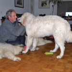 ...kraule nie mehr Hunde. als du Hände hast...