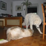 Toben mit Aramis