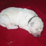 Rüde 4, 560g