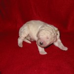 Rüde 9, 460g