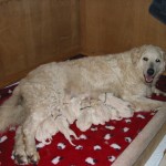 stolze Mama Barany mit...