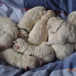 09 am dritten Tag haben sie schon durchschnittlich 150gr. zugenommen