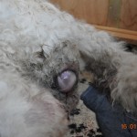 01 ein Kuvasz wird geboren...