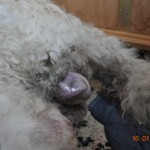 03 die Beinchen sind eng am Körperchen angelegt