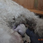 05 ....halb geboren