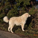 04 ...und ärgern mal kurz den anderen Hund hinterm Zaun.