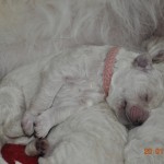 07 H 2 rosa