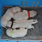 09 Halbzeit, 2Rüden und 2 Hündinnen