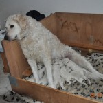07 Gyoengyi versucht, im Sitzen zu säugen