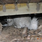 06 die Wurfhöhle unter dem Holzschuppen ist schon...