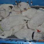 11 während die Decken in der Wurfkiste gewechselt werden, kuscheln wir uns in der Notfallbox eng aneinander