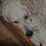 05 Kuscheln bei Mama ist doch am schönsten