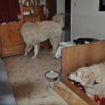 04 ein Blick von Mama Gyöngyi genügt und Janos hat verstanden, dass er besser den geordneten Rückzug antritt