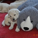 10 ....zum Kuscheln....