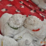 09 R3 erkundet seine Schwester H1