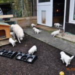 01 erster Spaziergang mit Mama im Freilauf