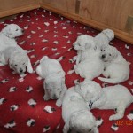 10 wenn unsere Menschenmama uns ruft, dann sind wir alle hellwach