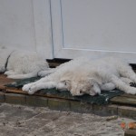 Bei dem warmen Frühlingswetter schlafen die Welpen gerne draußen...
