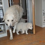 01 Mama Gyöngyi zeigt ihren Kindern den Rest der Wohnung